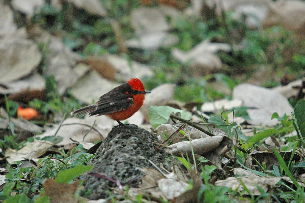 Flycatcher, Vermillion, 2004-11035521c.jpg - Vermillion Flycatcher. Galapagos, 2004